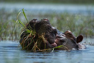 Hippo chewing grass in river in sunshine