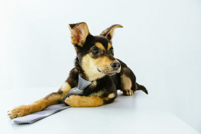 Close-up of a lying puppy in a tie on a white background