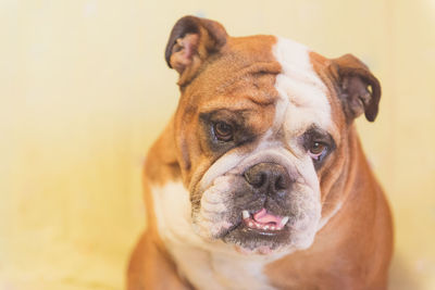 Close-up portrait of a dog