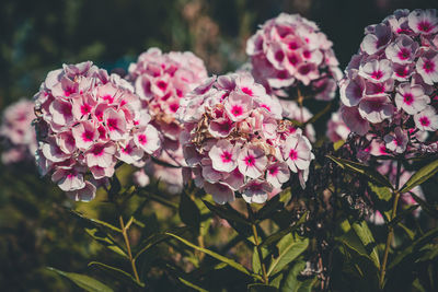 Close-up of pink flowering plants