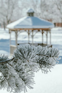 Snow covered plants on field