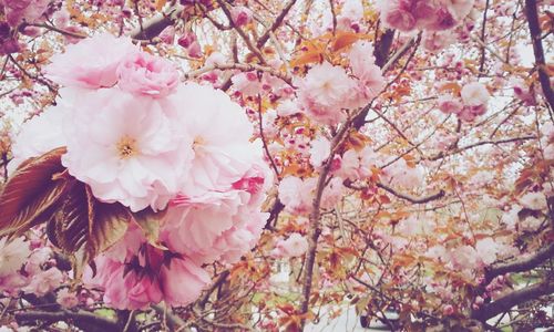 Low angle view of pink flowers blooming on tree