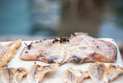 Close-up of insects on dried fish