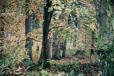 Trees growing in forest during autumn