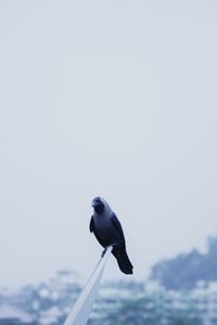 Close-up of seagull perching on the sea