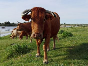 Cow standing on field against sky