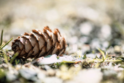 Close-up of pine cones