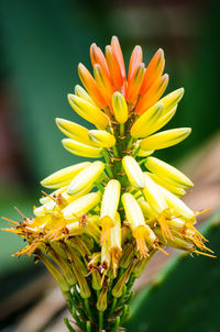 Close-up of yellow flower blooming outdoors