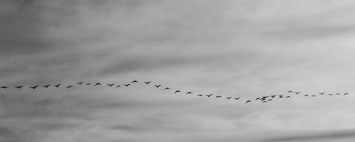 Flock of birds flying against sky