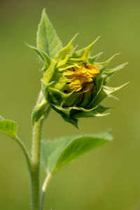 Close-up of yellow flowering plant