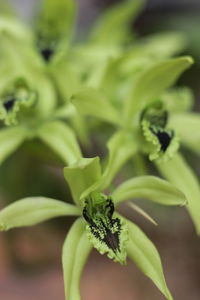 Close-up of insect on plant