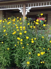 Close-up of yellow flowers