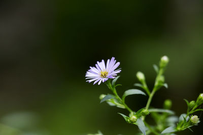 Close-up of osteospermum blooming outdoors