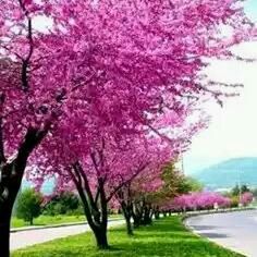 flower, tree, pink color, growth, beauty in nature, freshness, branch, nature, park - man made space, fragility, grass, blossom, tranquility, tranquil scene, field, purple, day, scenics, sky, springtime