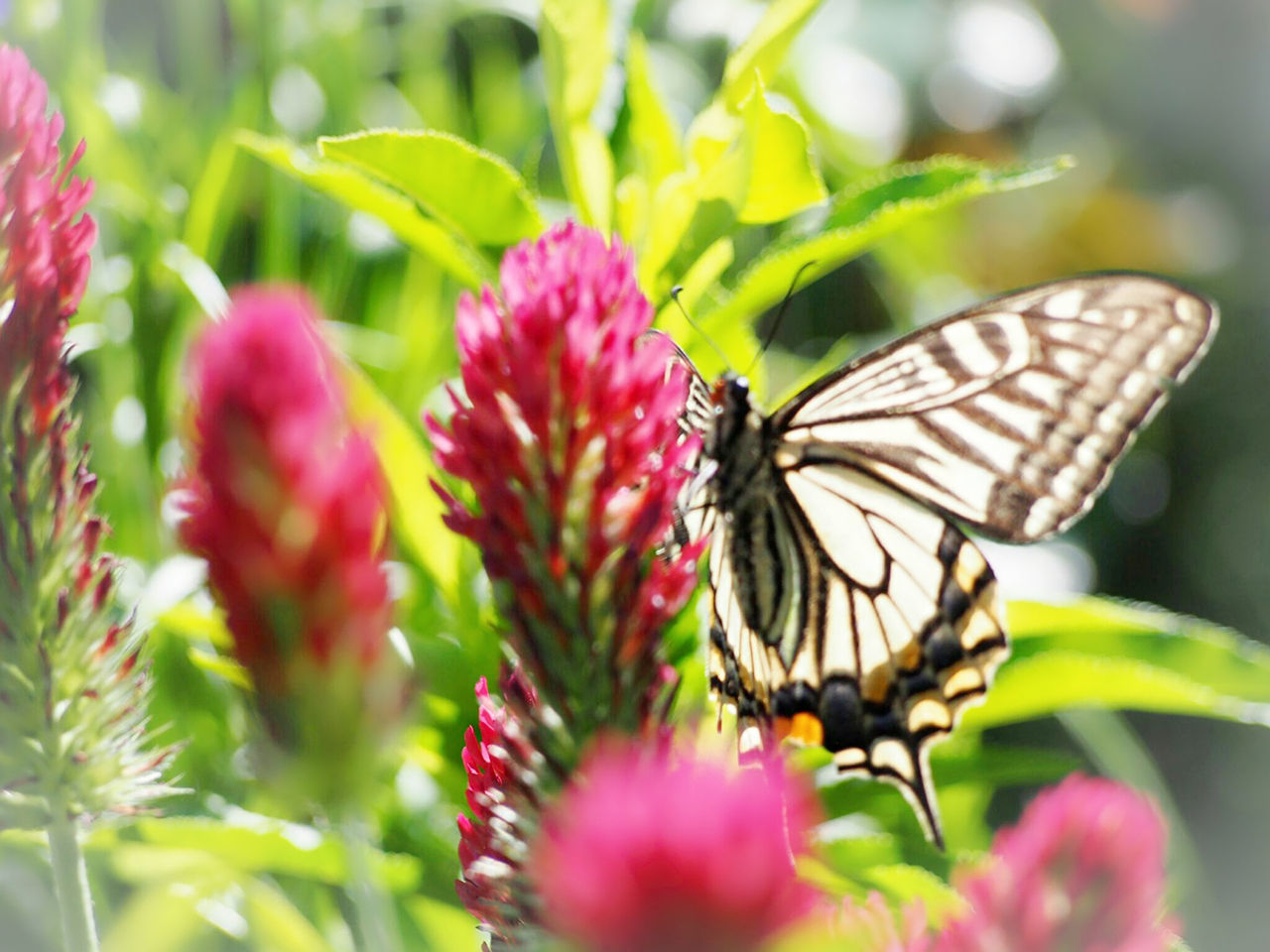 insect, animal themes, animals in the wild, flower, growth, nature, plant, one animal, fragility, freshness, no people, beauty in nature, butterfly - insect, close-up, pollination, selective focus, day, butterfly, animal wildlife, outdoors, petal, flower head, perching, spread wings