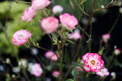 Close-up of pink roses