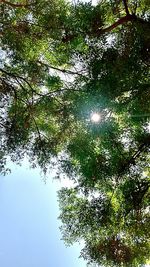 Low angle view of trees