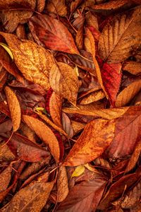 Full frame shot of dry autumn leaves