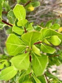 Close-up of green leaves on plant
