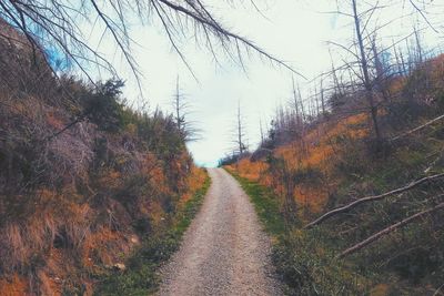 Wet road amidst trees against sky