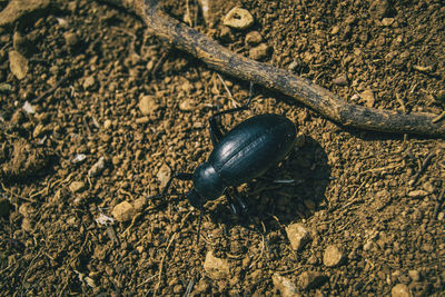 High angle view of insect on rock