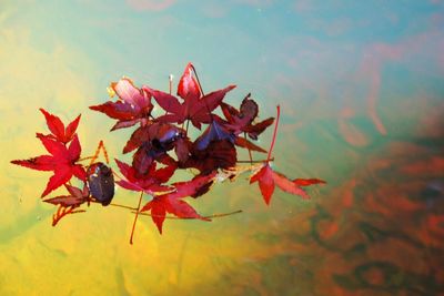 Close-up of autumn leaves