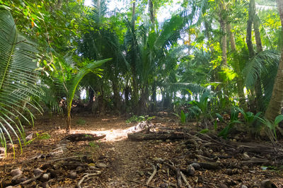 Trees in forest