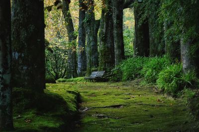 Scenic view of forest