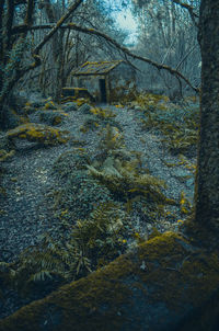 Bare trees in forest