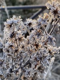 Close-up of snow on plant