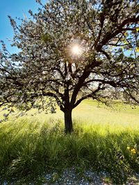 Trees on field against sky on sunny day