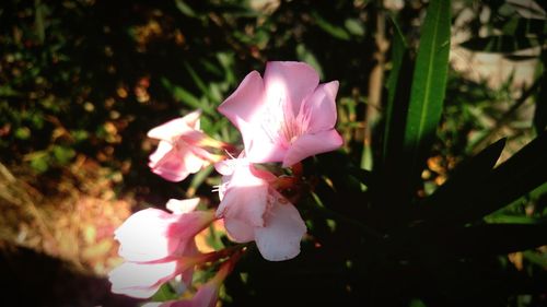 Close-up of pink flowers blooming outdoors