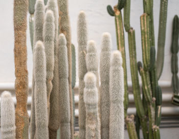 Close-up of succulent plant during winter