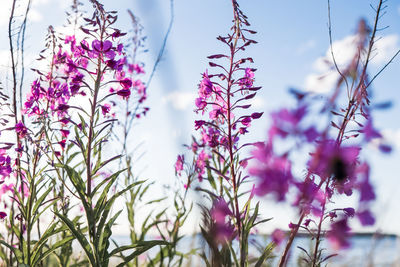 Beautiful violet pink blossoming fireweed flowers during sunny summer day. summer background.