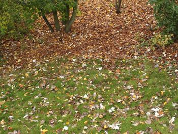 High angle view of grass on field
