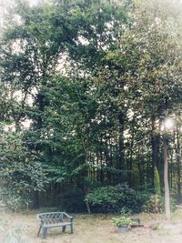 Empty bench by trees in park