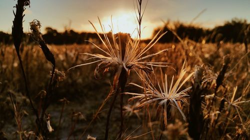 Close-up of plants in field during sunset