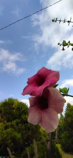 Close-up of pink flowering plant against cloudy sky