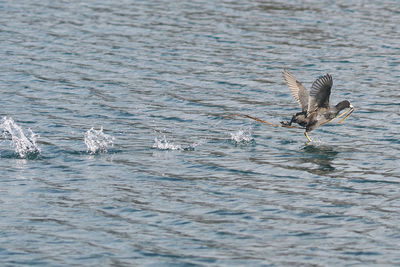 Bird flying over sea