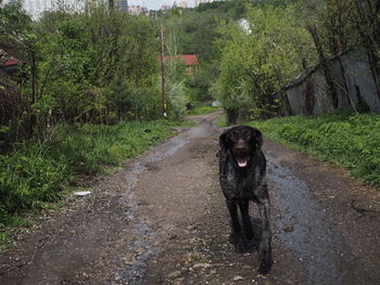 Black dog on footpath