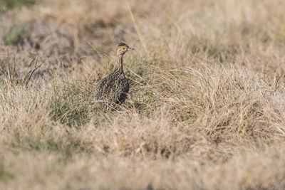 Close-up of a bird on field