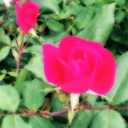 Close-up of pink flowers