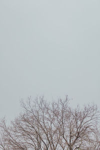 Low angle view of bare tree against clear sky