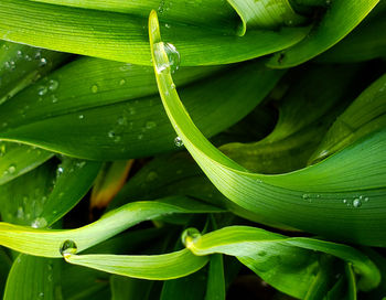 Full frame shot of wet plant