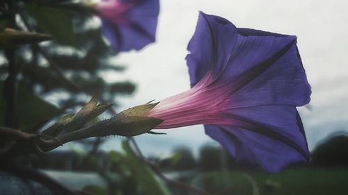 Close-up of pink flowers blooming outdoors