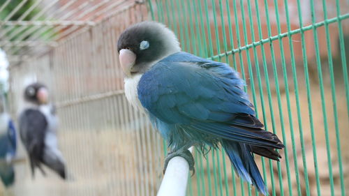 Close-up of parrot perching in cage