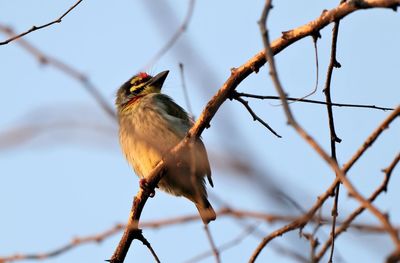 Wild bird in the indian forest