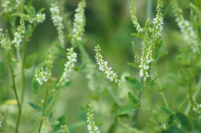 Sweetclover in bloom close-up view with selective focus on foreground