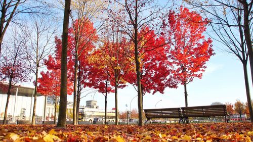 View of autumnal trees against the sky