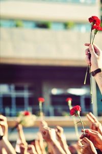 Close-up of pink flowers